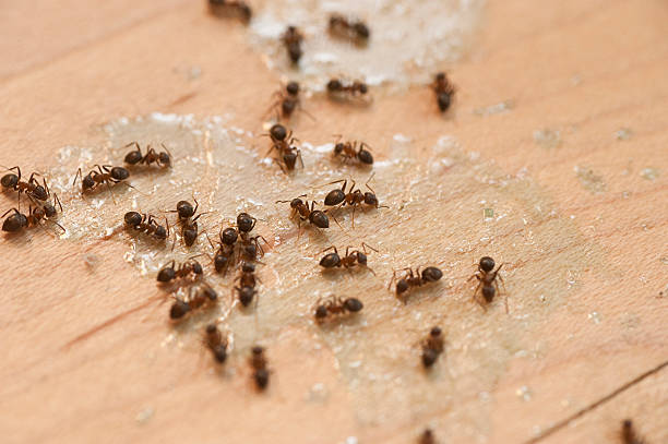 Best Flea Control Services  in Gosport, IN